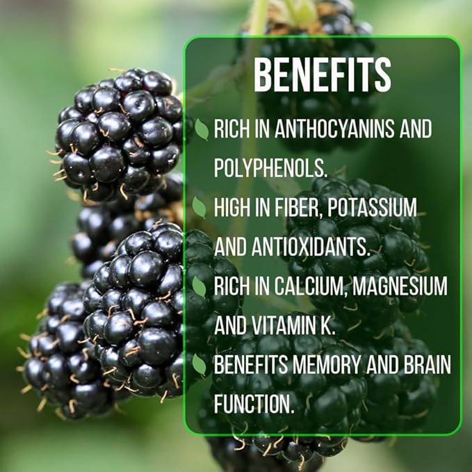 Blackberry Plant Collection (4 Pack) Live Fruit Plants for Planting | 4 Different Varieties for a Continuous Harvest | Thornless & Thorny Mix| Large, Sweet & Juicy Berries |Perfect for Organic Gardens