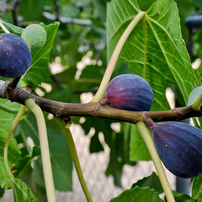 Fig Tree Black Mission Live for Sale (4 Pack) | Easy to Grow Plants | Edible Fruit Plant for Sustainable Living | Grow Your own Food on Your Edible Organic Garden| Live for Planting| 2 inch Pot