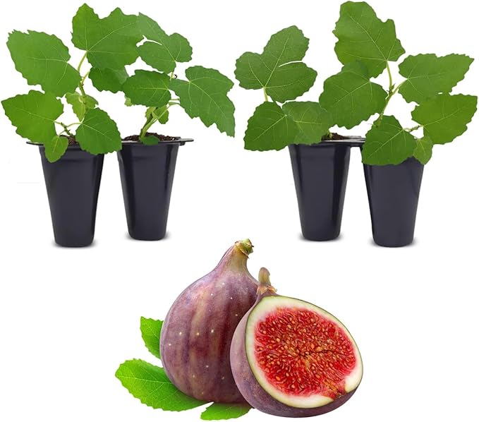 Celeste Fig Plant (4 Pack) | Live Fruit Plant for Planting | Sweet & Juicy Figs for Fresh Eating & Drying | Cold-Hardy & High-Yielding Tree | Perfect for Organic Gardens & Sustainable Living
