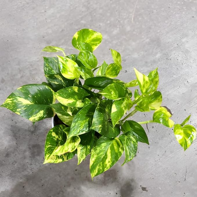 Golden Pothos Live Plant, 6" Potted Plant, Easy Care Indoor Vine, Hanging Green Foliage for Shelves and Desks