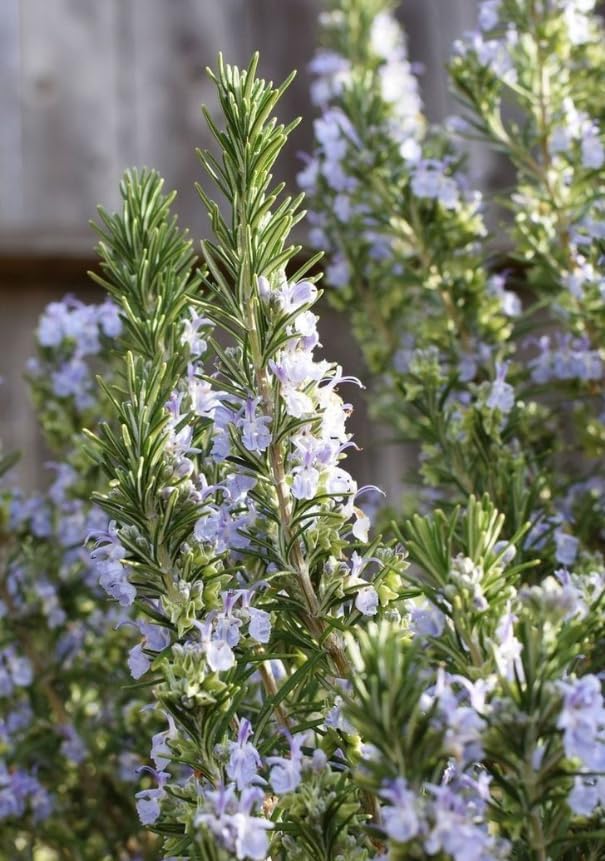 Set of 3 Blue Rosemary Plants 4–8 Inches Tall, Fragrant Herb for Culinary and Decorative Use, Outdoor Planting