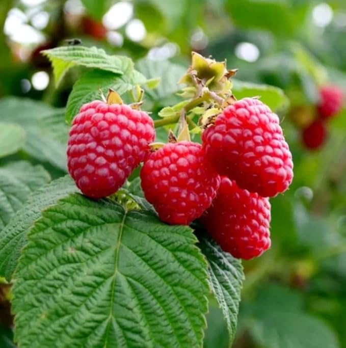 100+ Red Raspberry Seeds: Grow Delicious Heirloom Berries (Non-GMO)