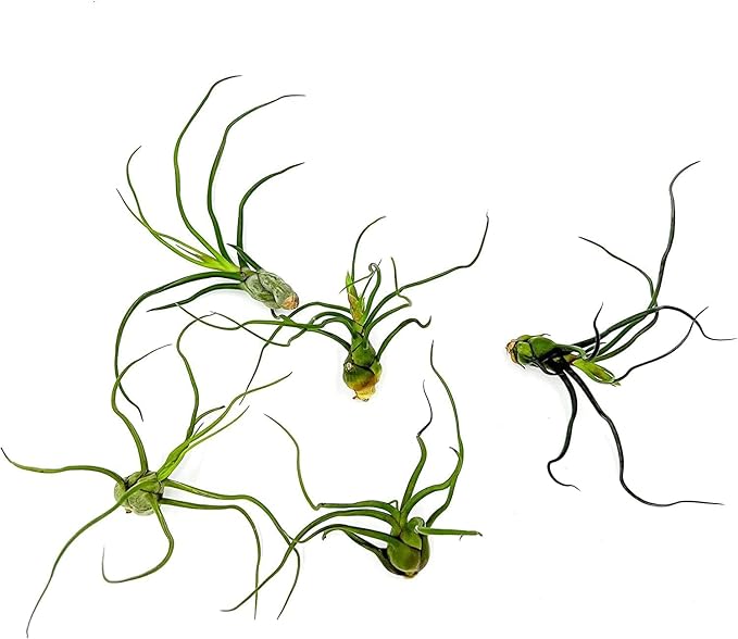 ragnaroc Air Plants - Flowering Tillandsia Bulbosa Guatemala, Large 3-5" - 1ct - Live Arrival Guaranteed - House Plants for Home Decor & Gift