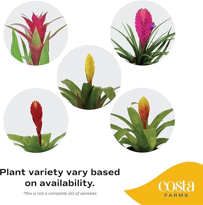 Costa Farms Bromeliad Live Plant, Live Indoor Flowering Plant, Houseplant Potted in Eco-Friendly Washable Paper Planter with Potting Soil Mix, Tabletop Room Decor, Grower's Choice, 12-Inches Tall