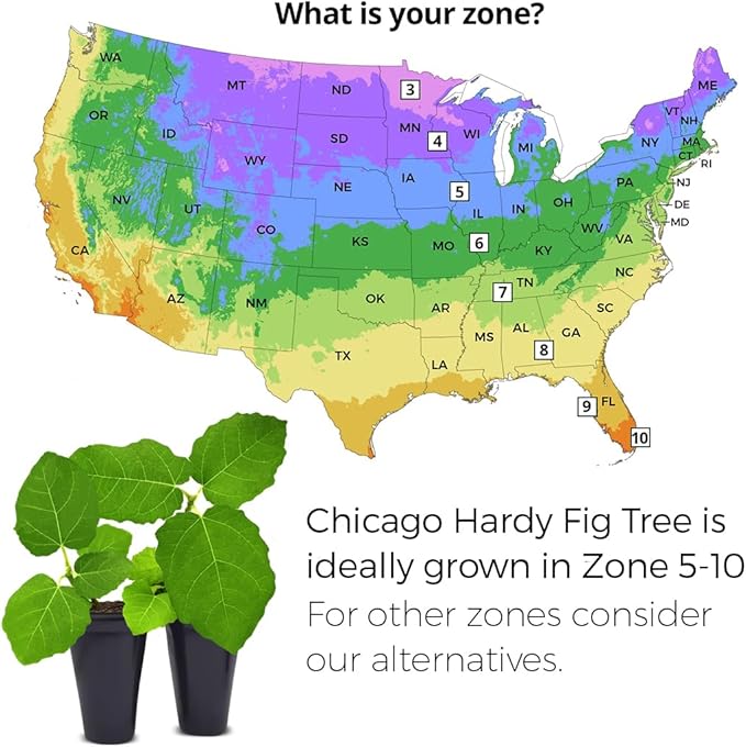 Chicago Hardy Fig Plant (4 Pack) | Live Fruit Plant for Planting | Cold-Hardy & High-Yielding Tree | Grow Your Own Sweet & Juicy Figs at Home | Perfect for Fresh Eating, Drying & Organic Gardening