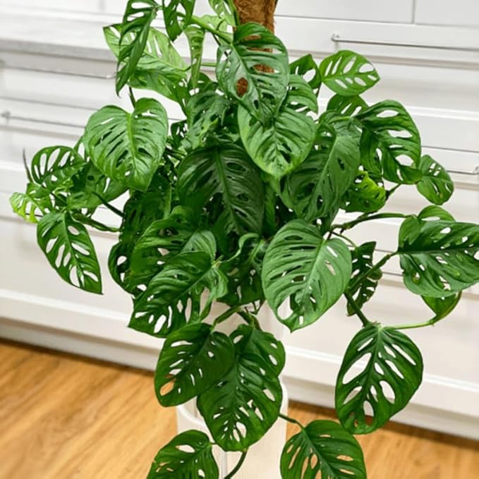 2 Monstera Plants Live Indoors, Swiss Cheese Plants Live for Gardening, Between 5 Inc and 7 Inc in Height, Live Monstera Plant