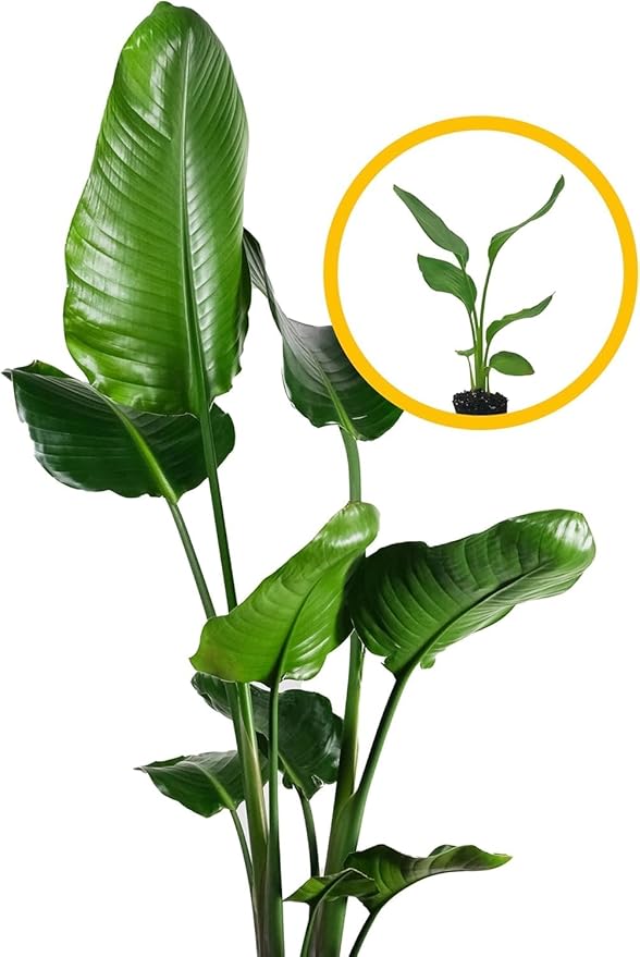 Live White Birds of Paradise Plant - 'White Birds of Paradise' Strelitzia nicolai - ragnaroc Tropical Plant 6-10” Tall - 4ct - Live Arrival Guaranteed - House Plants for Home Decor & Gift