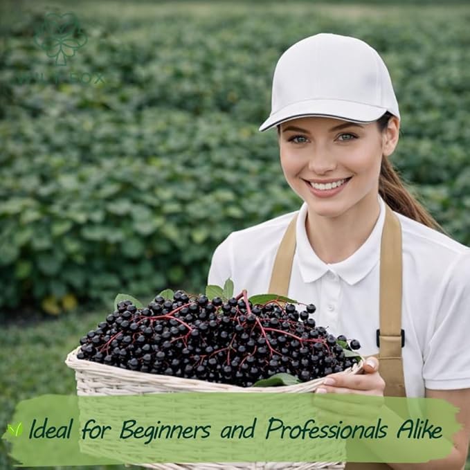 Premium Elderberry Seeds for Planting – 55+ Heirloom Grow an Elderberry Bush (Sambucus) from Seed – Hardy Fruit Shrub Seeds for Home Garden