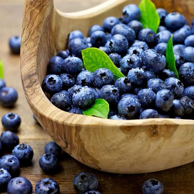 500+ Blueberries Seeds Organic-Heirloom Blueberry Seeds Non GMO Fruit Tree Seed-Dwarf Blue Berries Heirloom Berry Seed Easy to Grow for Planting Outdoors