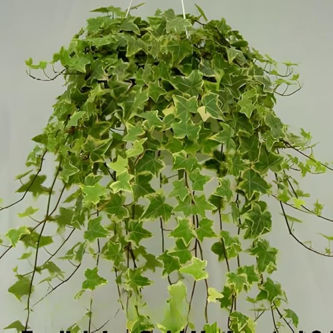 Gold Child Ivy Indoor Plant in 4 Inch Pot | Fast-Growing Live English Ivy Plant for Indoor Décor | Classic Gold Child English Ivy Houseplant for Hanging Pots & Indoor Landscaping