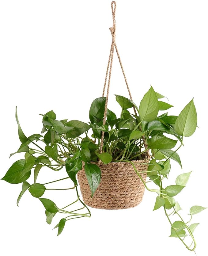 Hanging Planters for Indoor Plants, Hanging Planter with Jute Rope Woven Hanging Flower Pots Hanging Plant Holder Hanging Basket Retro Style Straw Basket for Office Party (1 Pack)