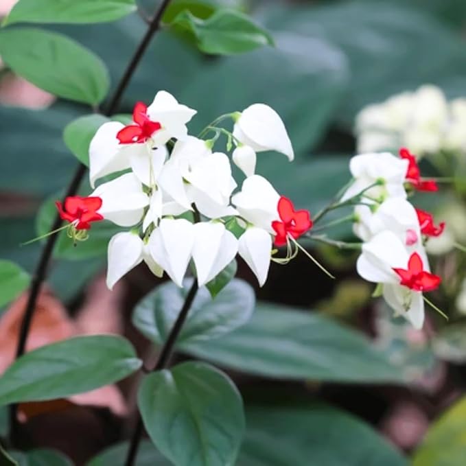 2 White Bleeding Heart Plants Live, Clerodendrum Perennial Shade Flower Plants, 4-6 Inch Tall Well-Rooted
