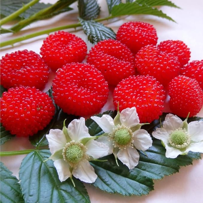 200+ Seed Red Raspberry Fruit Seeds for Planting Outdoor-Sweet Berry Seeds Non GMO Heirloom Rare Fruit Plant in Home Garden