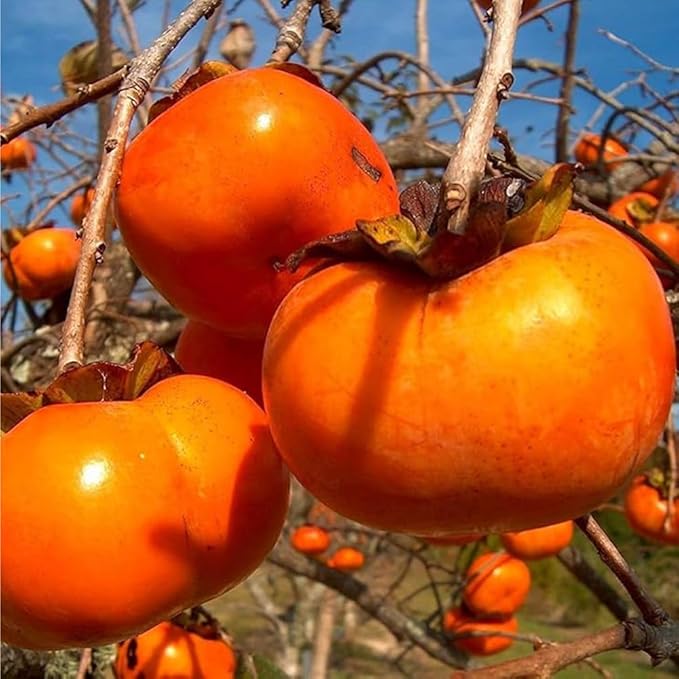 30+ Organic Fuyu Persimmon Seeds for Planting Outdoors,Diospyros Seeds Non-GMO Heirloom,Cold Hardy Fruit Tree Seed High Germination for Home Outdoor Garden