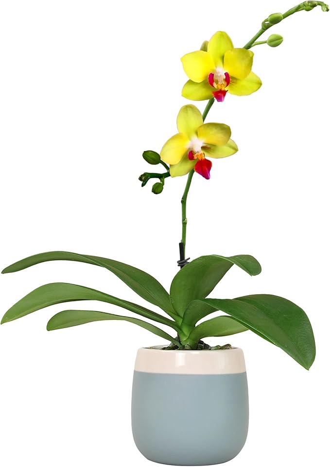Premium Yellow Live Orchid Plant Blooming in 3.5" Blue & White Orchid Pot, Live Plants, Houseplant Gifts, Approx. 16" Tall, Pet Friendly Houseplants, Phalaenopsis Moth Flower by Plants for Pets