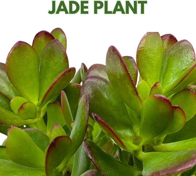 BubbleBlooms Jade Succulent in a 4 inch Pot Crassula ovata