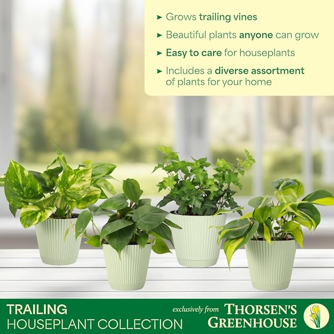 Thorsen's Greenhouse Live Trailing Houseplants (4 Pack), Vining Growth, Easy to Grow Indoor Plants, Grower's Choice Bundle, 4-inch Diameter Established Plants (Sage (4-Pack))