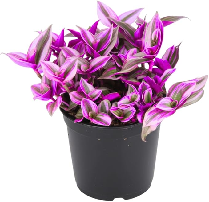 Pink Wandering Jew Live Plant in 2'' Pot, Tradescantia Nanouk Pink Wandering Jew Plants, Jew Plant Live, Live House Plants Indoor Plants, Succulent Plant, Vibrant Variegated Houseplant