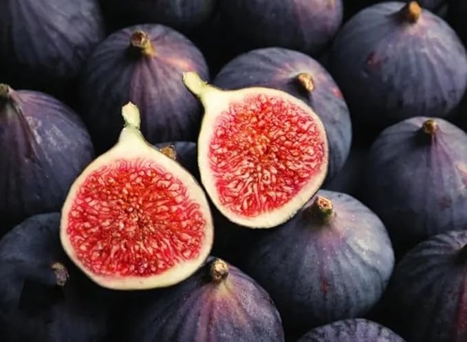 200PCS Fig Tree Seeds Sweet Fruit Shrub Bonsai Fresh Fruit Seeds