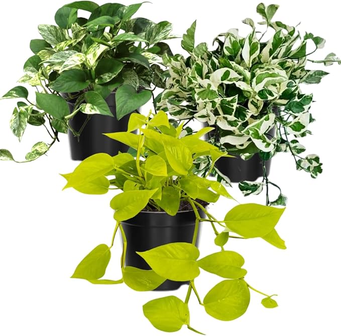 3 Mixed Pothos Live Plants in 4 Inch Pot, 3-6" Live Pothos Plant, Assorted Vine Houseplant for Hanging Basket, Garden Pots