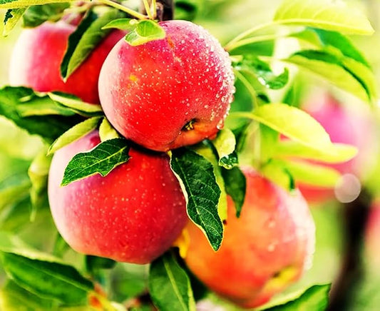 100 pcs Apple Tree Seeds Honey Crisp Honey Crunch Pomme Pommier Fruit Plant Bonsai Malus Seeds