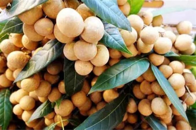 20 Longan Seeds Rare Dwarf Longan Sweet and Juicy Fruit Tree Bonsai