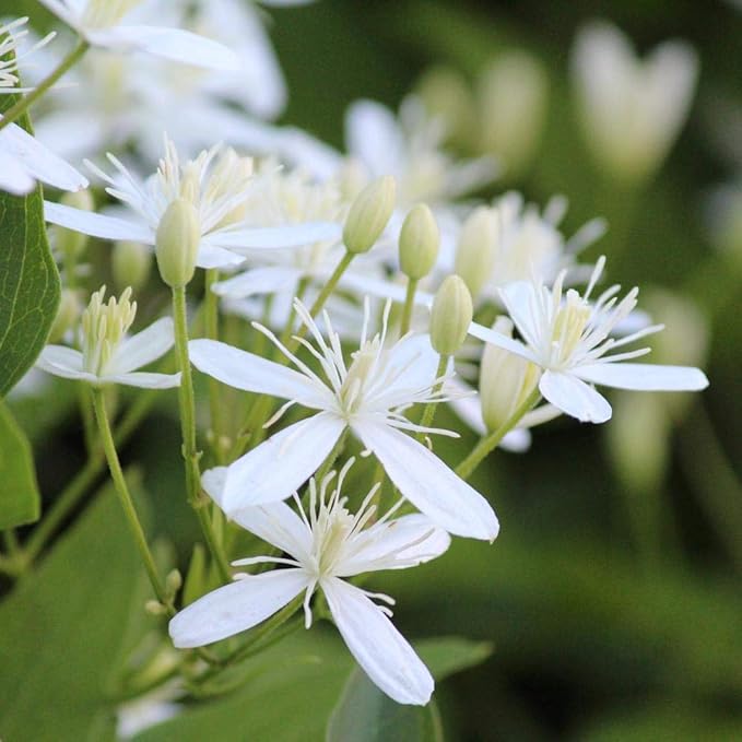Clematis Sweet Autumn - 3 Live Plants in 4 Inch Growers Pots - Clematis 'Sweet Autumn' - Starter Plants Ready for The Garden - Beautiful White Flowering Vine