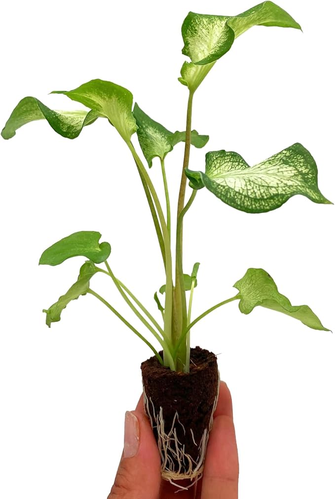 ragnaroc Caladium ‘White Butterfly’ 2-4" (Caladium Bicolor) 1ct – Live Plant for Indoor Outdoor Use, Garden & Landscaping – Live Arrival Guaranteed
