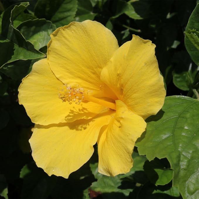American Plant Exchange Hibiscus 'Yellow' Plant – Live Flowering Bush, 10-Inch Pot, Tropical Golden Blooms for Patios, Garden Beds, and Outdoor Landscapes