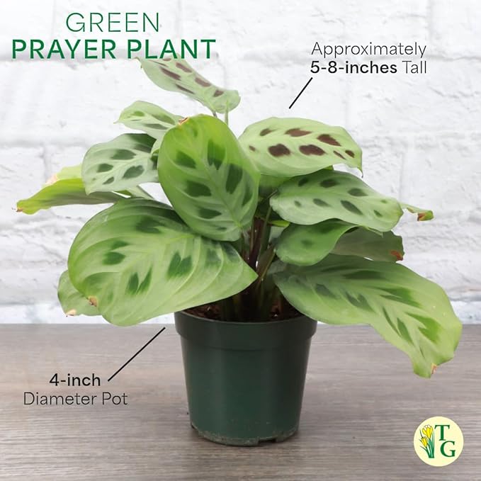 Thorsen's Greenhouse Green Prayer Plant, Live Indoor Plant, Pet Friendly, Uncommon Houseplant, Green Maranta, Easy to Grow, 4" Diameter Pot (Black - Hanging)
