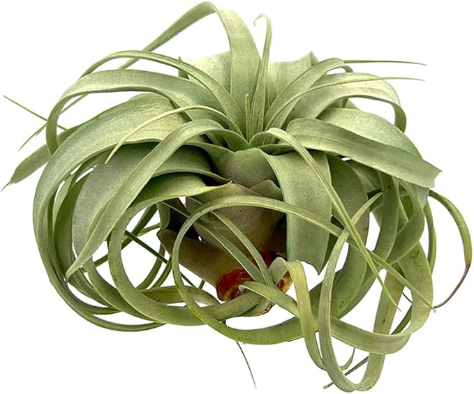 ragnaroc Air Plants - Tillandsia Xerographica, Large 5-7” - 1ct - Live Arrival Gauranteed - House Plants for Home Decor & Gift