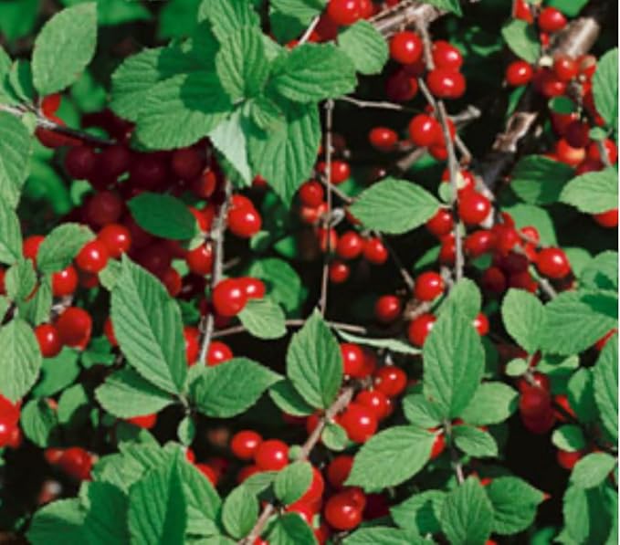 8-16” Tall Nanking Red Bush Cherry 1 Year Old Plant Prunus Tomentosa Cheropugy