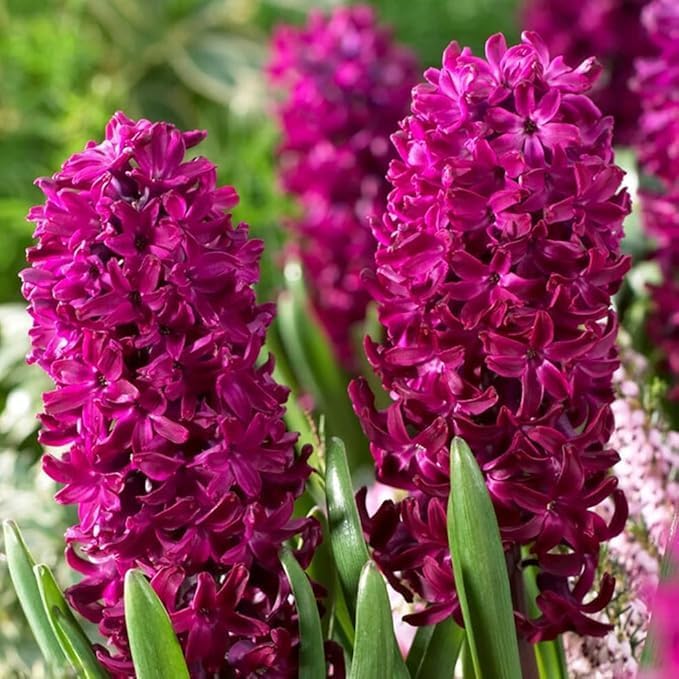 Hyacinth Woodstock Bulbs - Perennial Hyacinthus Orientalis 'Woodstock' | Fragrance Flowers - Easy to Grow Hyacinth (25 Pack)