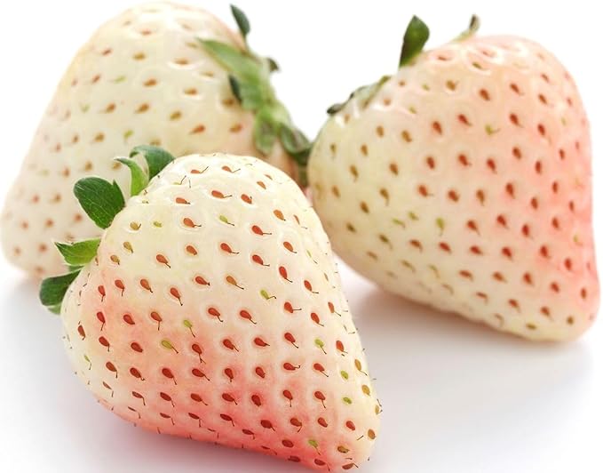 300+ White Alpine Strawberry Seeds: Heirloom, Sweet & Unique Wild Berries