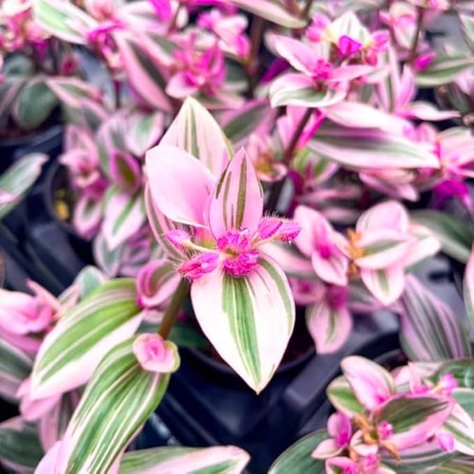 Pink Wandering Jew Live Plant in 2'' Pot, Tradescantia Nanouk Pink Wandering Jew Plants, Jew Plant Live, Live House Plants Indoor Plants, Succulent Plant, Vibrant Variegated Houseplant