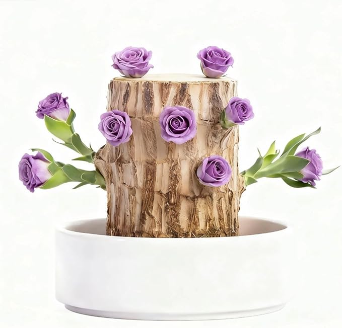 Brazilian Lucky Wood Live Plant | Easy Care Good Luck Indoor Decor | Beginner-Friendly (0-Failure Grow) | Fast Leaf-Growing Feng Shui Wealth Charm (Basic)