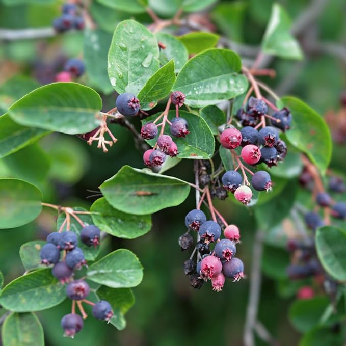 Serviceberry Trees Live Plants, Edible Blueberry Fruits, Service Berry Bush, 12"-18