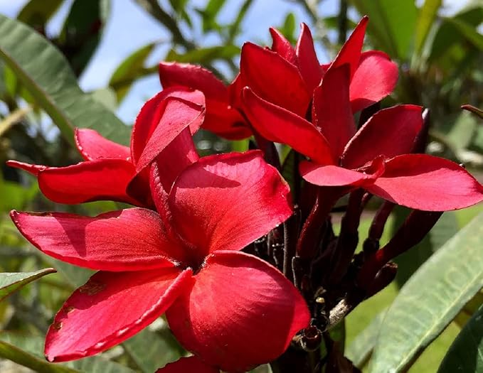 Set of 4 100% Hawaiian Plumeria (Frangipani) Plant Cuttings....From a PEST-FREE certified Hawaiian nursery with the proper U.S. Department of Agriculture stamp.