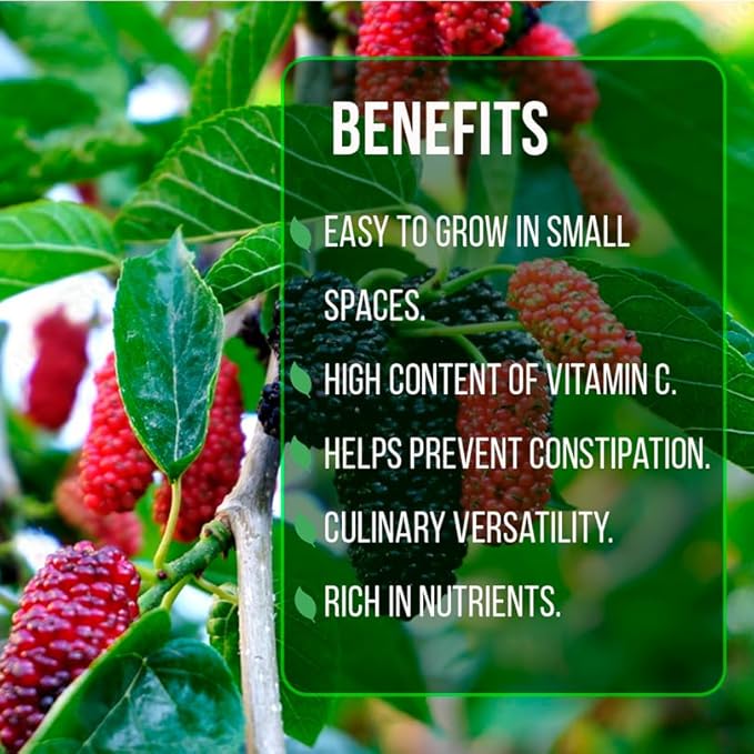Mulberry Dwarf Everbearing Plant (4 Pack) | Real Live Fruit Plants for Sale| Easy to Grow Live Plants for Organic Gardens | Ideal for Home Gardens, Organic Landscaping, and Indoor or Outdoor Planting.