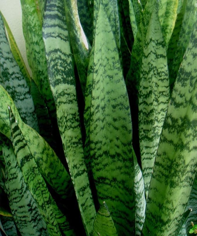 American Plant Exchange Snake Plant–Medium 6-Inch Pot Green Sansevieria Zeylanica, Low-Maintenance, Air-Purifying Live Houseplant for Home, Office, or Outdoor Garden Décor–Great Gift for Plant Lovers
