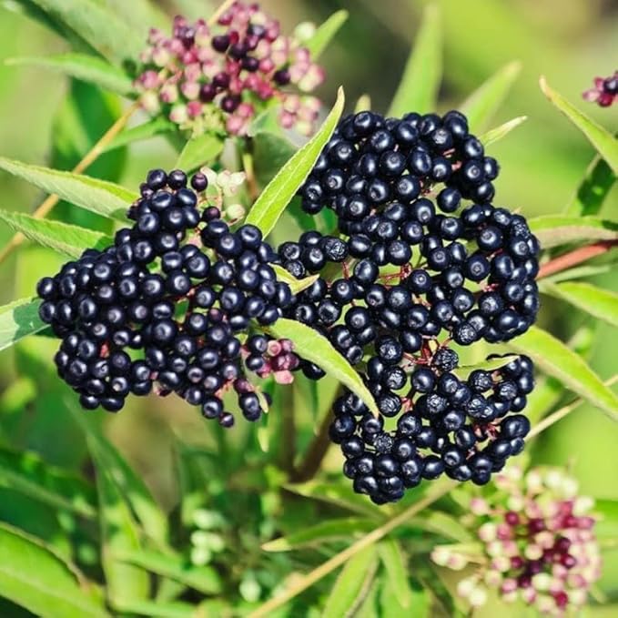 2 Elderberry Plants Live 6 to 12 Inches Height, Sweet Elderberry Bushes Live Plants, Black American Elderberry Fruits Trees