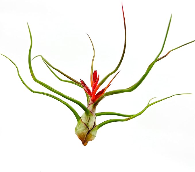 ragnaroc Air Plants - Flowering Tillandsia Bulbosa Belize, Giant 7-9" - 3ct - Live Arrival Guaranteed - House Plants for Home Decor & Gift