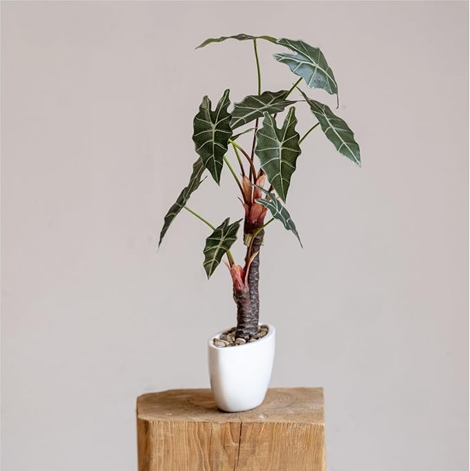 Avoeco Artificial Alocasia Plant – 21.6” Tall Faux Plant in White Ceramic Pot with Pebbles – Realistic Fake Potted Plant for Home, Office, Boho, Modern, Minimalist & Japanese Decor(White)