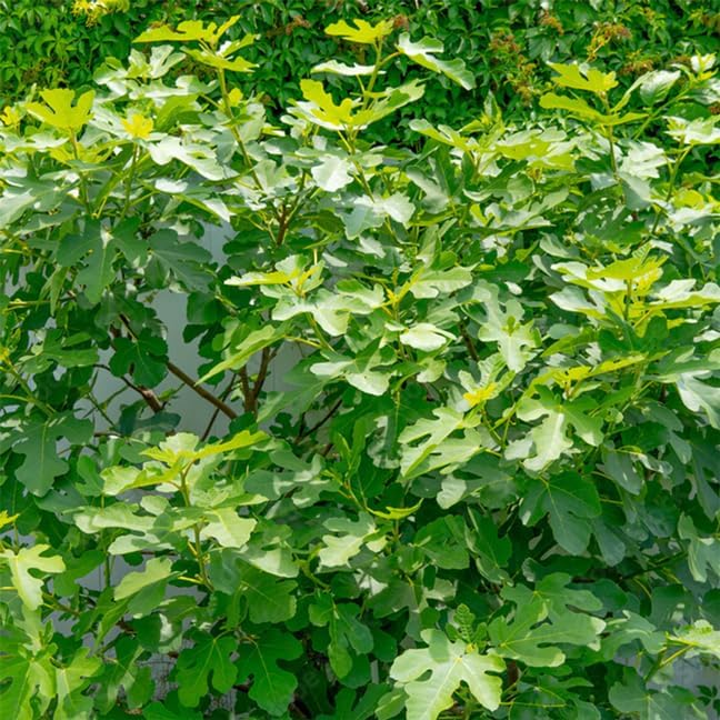Chicago Hardy Fig Plant (4 Pack) | Live Fruit Plant for Planting | Cold-Hardy & High-Yielding Tree | Grow Your Own Sweet & Juicy Figs at Home | Perfect for Fresh Eating, Drying & Organic Gardening