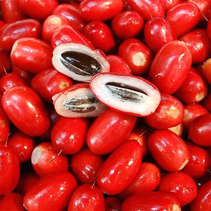 30Pcs Perennial Miracle Berry Fruit Seeds for Planting-Non-GMO Heirloom Plant Seeds Garden Outdoor