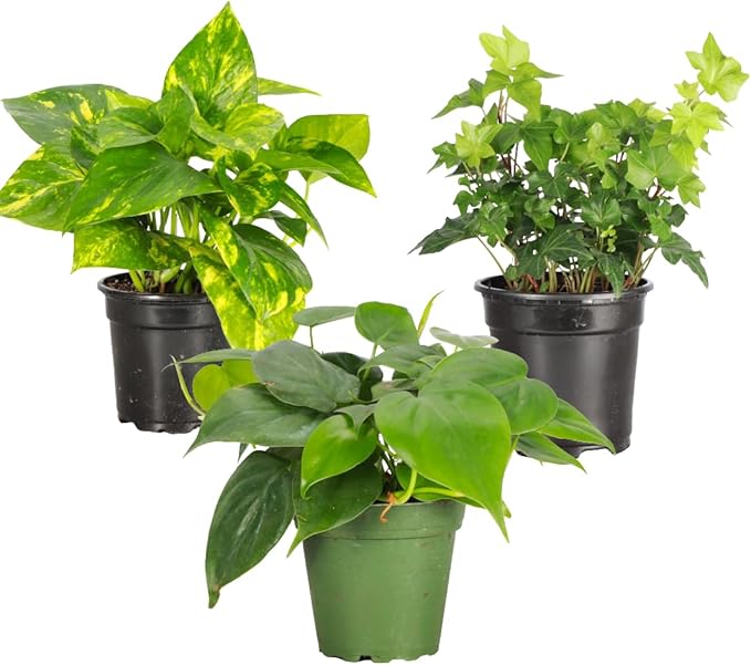 Thorsen's Greenhouse Live Trailing Houseplants (3 Pack), Vining Growth, Easy to Grow Indoor Plants, Grower's Choice Bundle, 4-inch Diameter Established Plants (Nursery Pot (3-Pack))