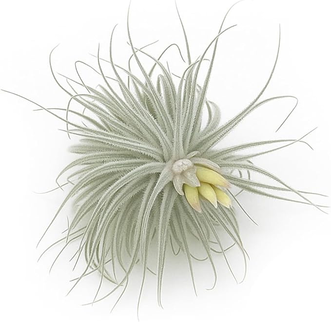 ragnaroc Live air Plant - Tillandsia Tectorum Air Plant 4-6" – 1ct – Unique Shape with Silvery Fuzz – Low Maintenance Houseplant – Perfect for Decor, Terrariums, Gifts - Live Arrival Guaranteed
