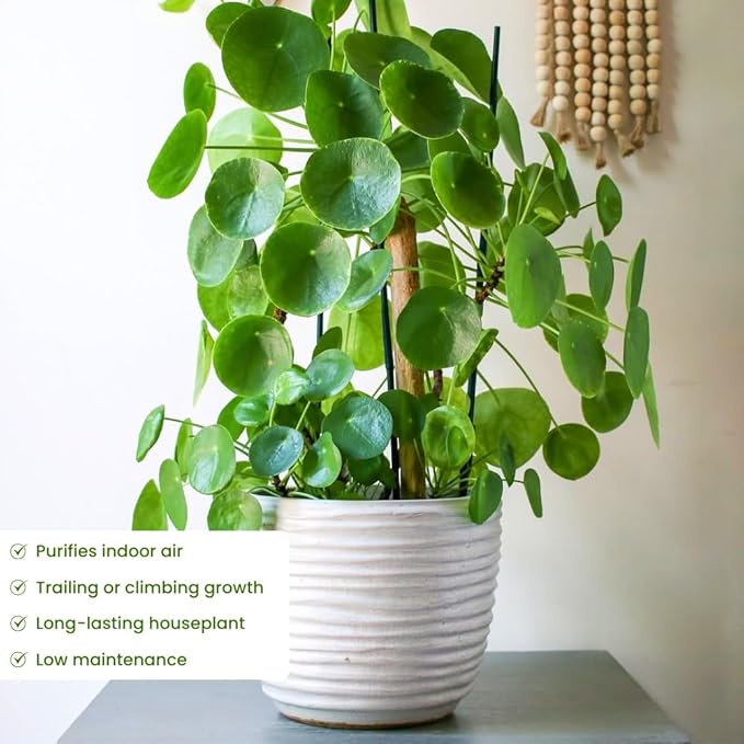 Money Plant Live, Pilea Peperomioides Plant Live, Houseplant, Money Plants for Home and Office Decoration, 2.5 Inches Pot