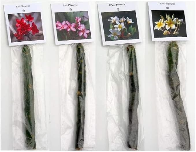 Set of 4 100% Hawaiian Plumeria (Frangipani) Plant Cuttings....From a PEST-FREE certified Hawaiian nursery with the proper U.S. Department of Agriculture stamp.