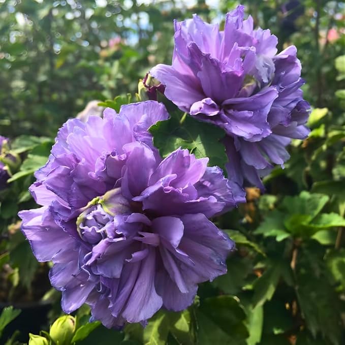 2 Purple Althea Live Plants - Rose of Sharon | 12–18 Inch Tall Flowering Trees | Hardy Hibiscus Shrubs for Outdoor Planting, Landscaping & Garden Beds